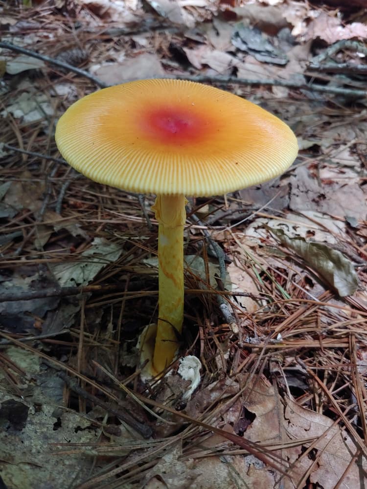 Jackson's slender amanita (Amanita jacksonii) mature stage