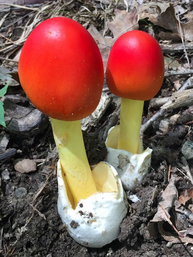 Jackson's slender amanita (Amanita jacksonii) young stage