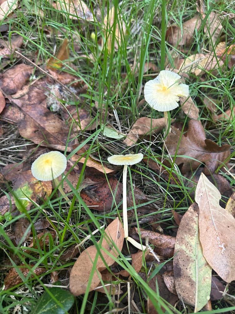 Yellow fieldcap (Bolbitius titubans) - group