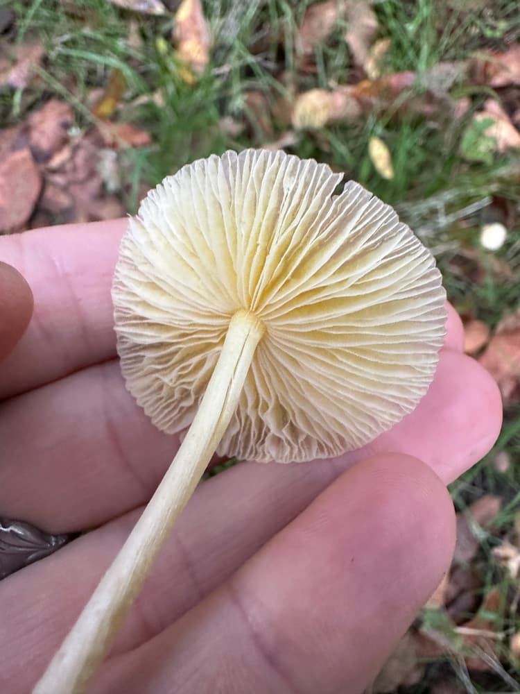 Yellow fieldcap (Bolbitius titubans) - close-up view of the gills