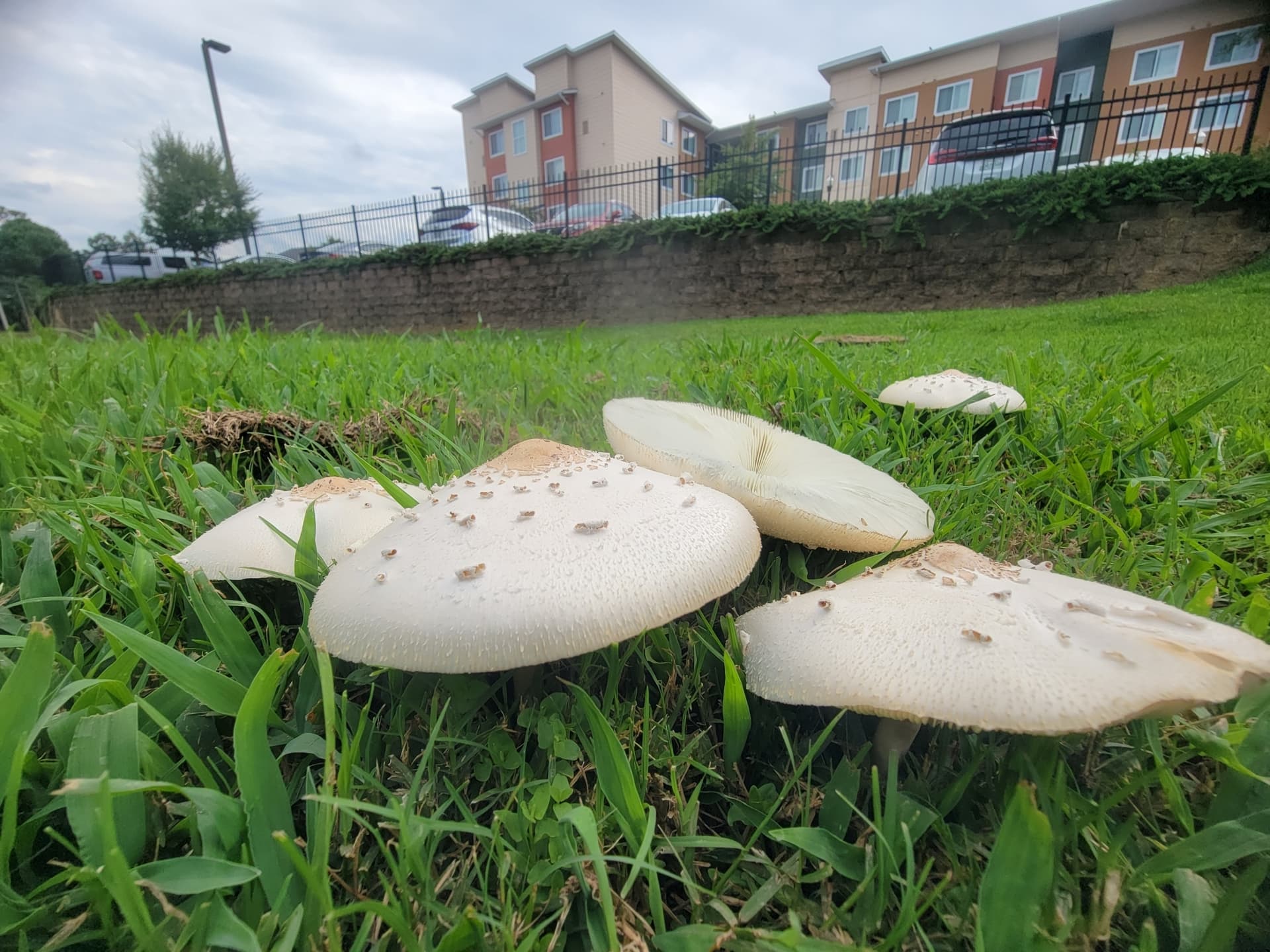 Green-spored parasol (Chlorophyllum molybdites)