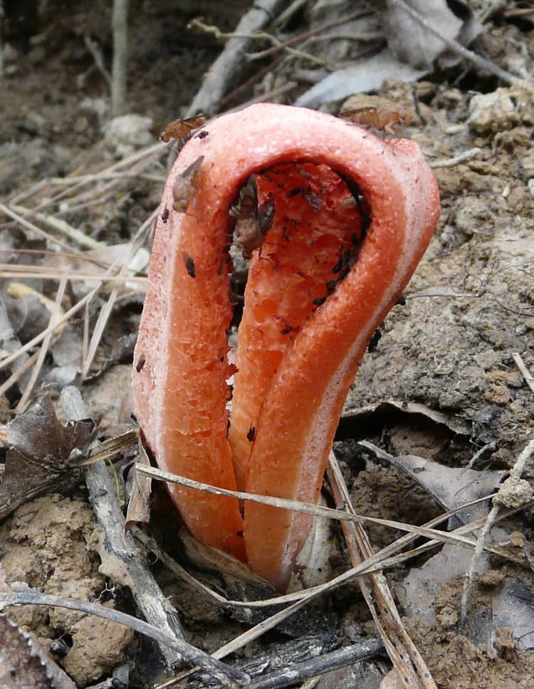 Column stinkhorn (Clathrus columnatus) with flies