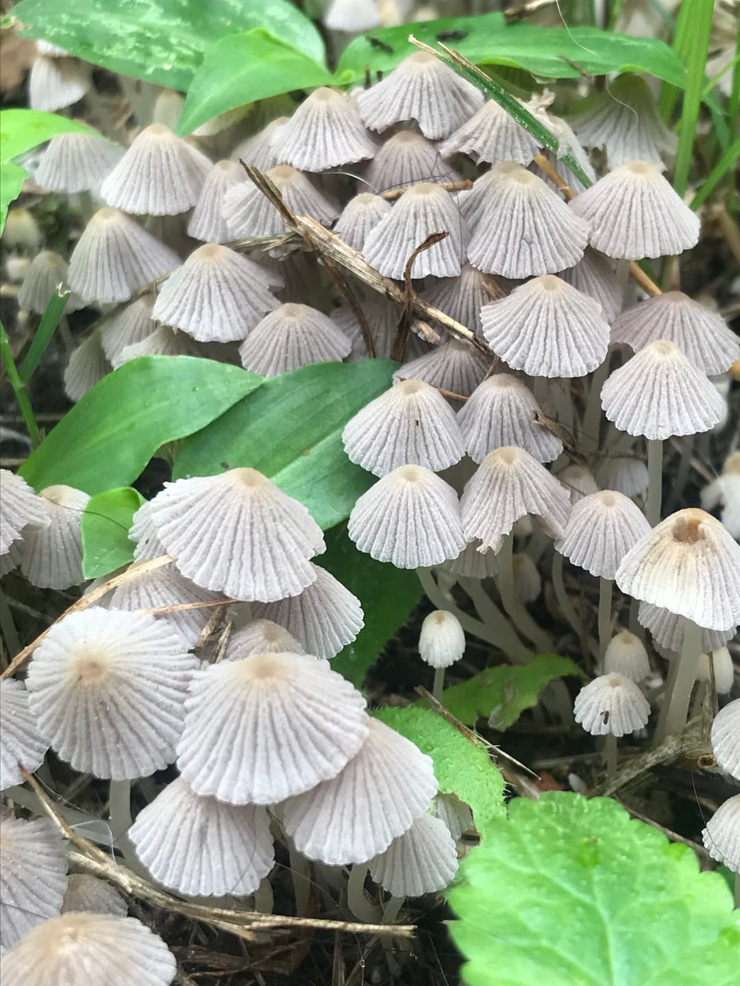 Fairy bonnet (Coprinellus disseminatus)