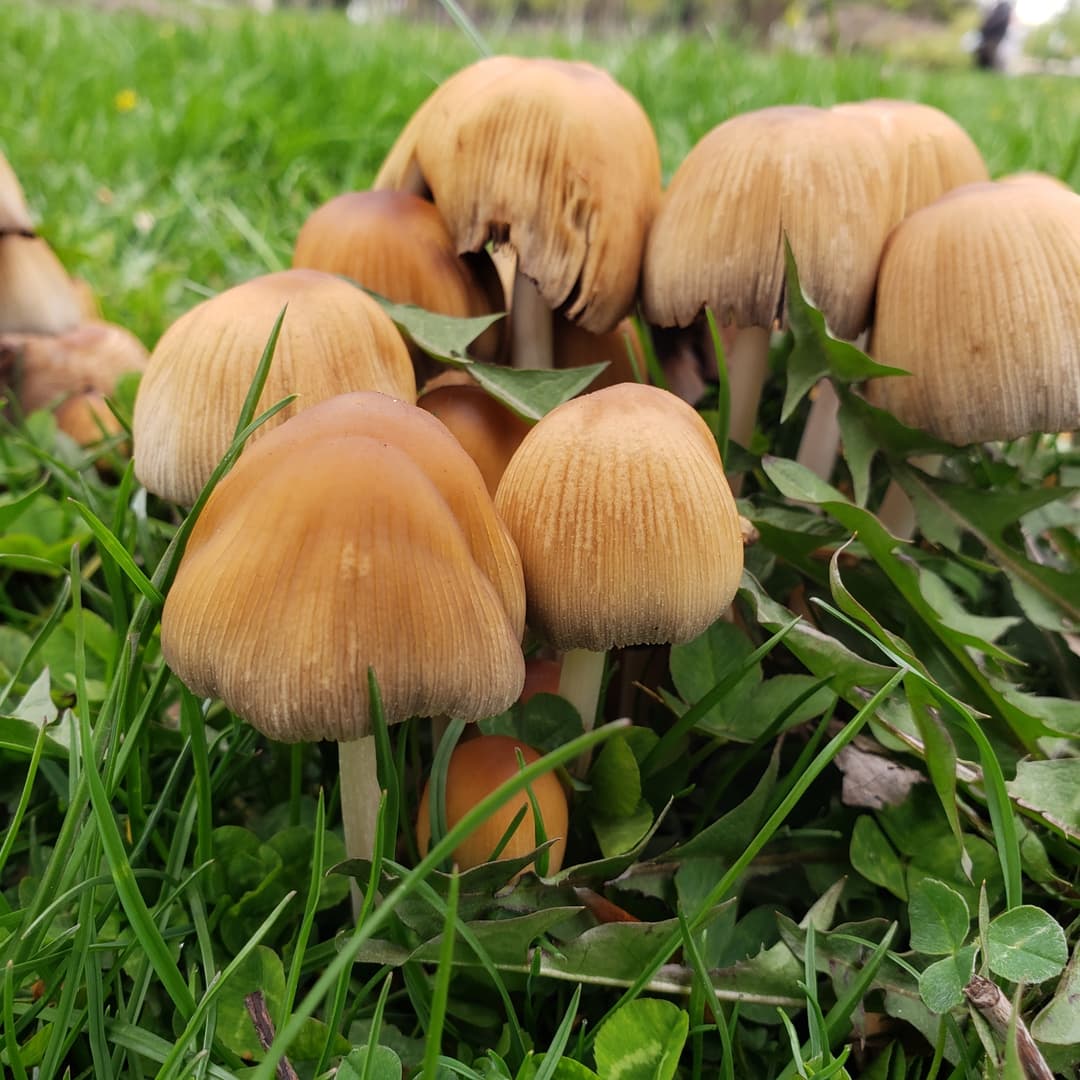 Mica cap (Coprinellus micaceus)