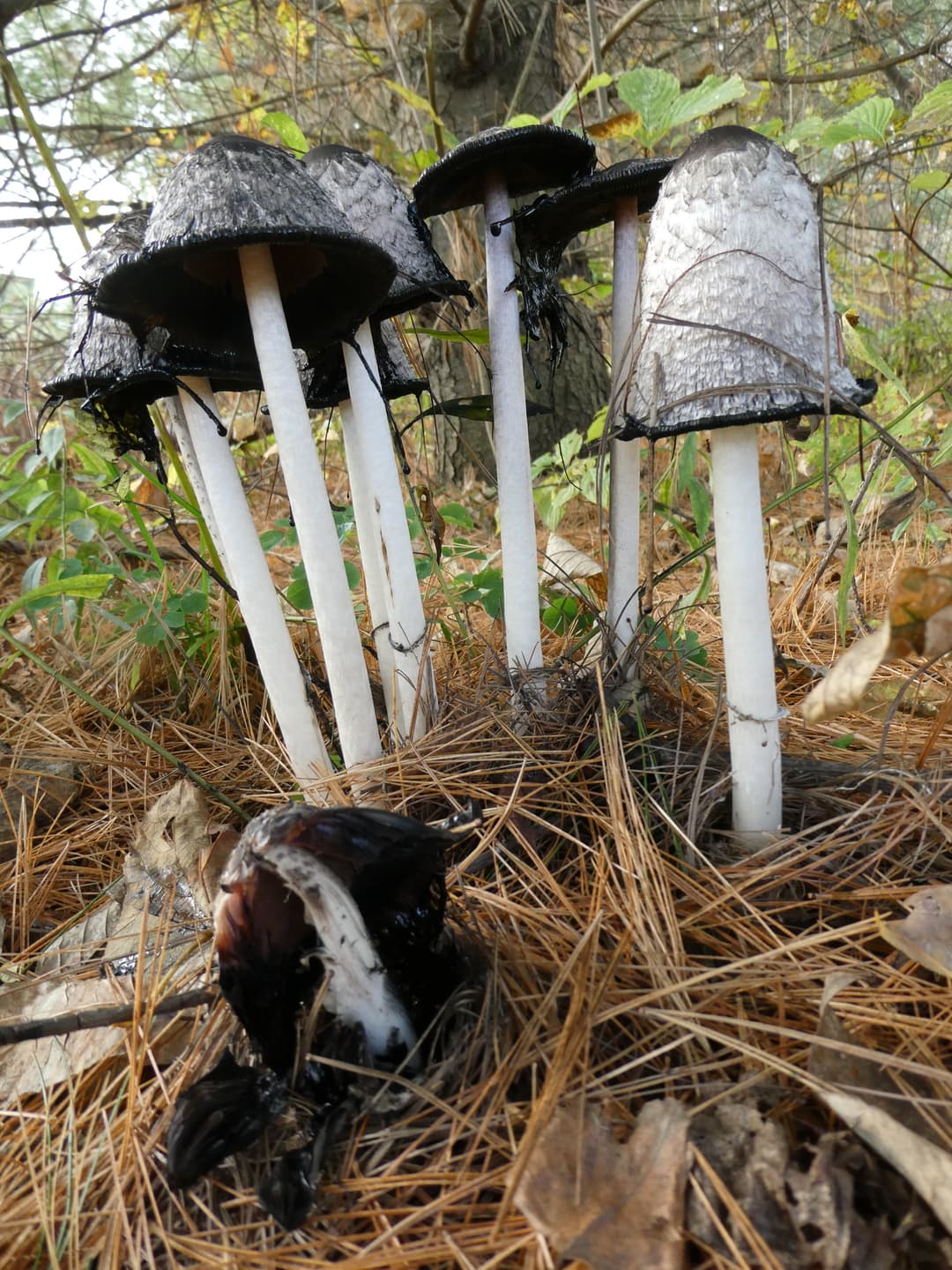 Shaggy ink cap (Coprinus comatus) – group