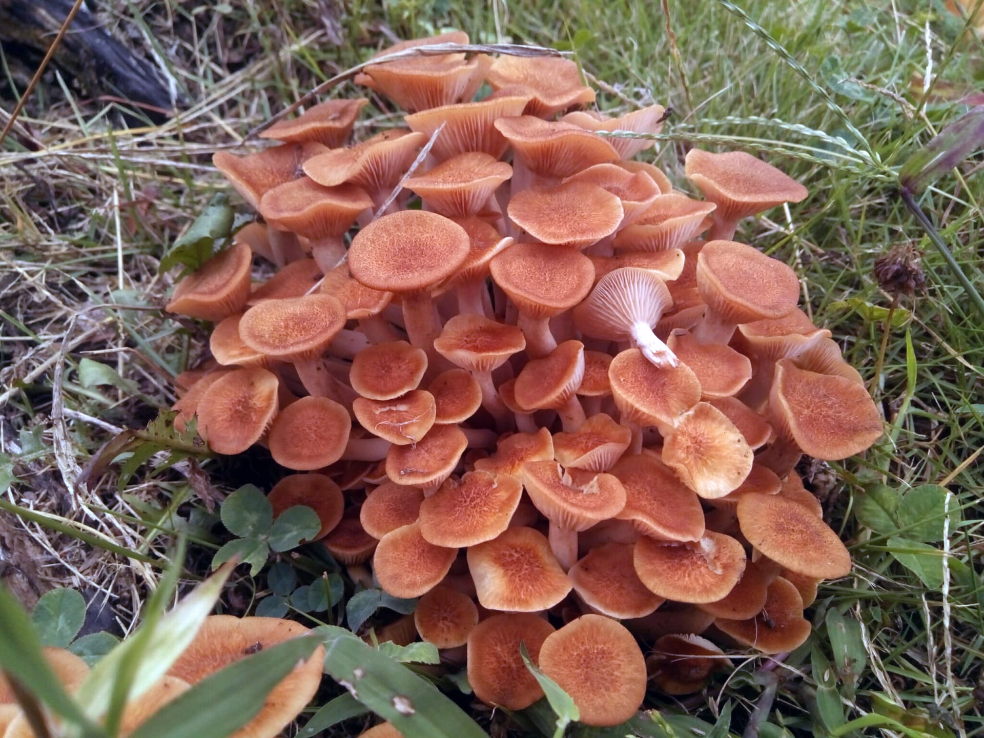 Ringless honey mushroom (Desarmillaria caespitosa)