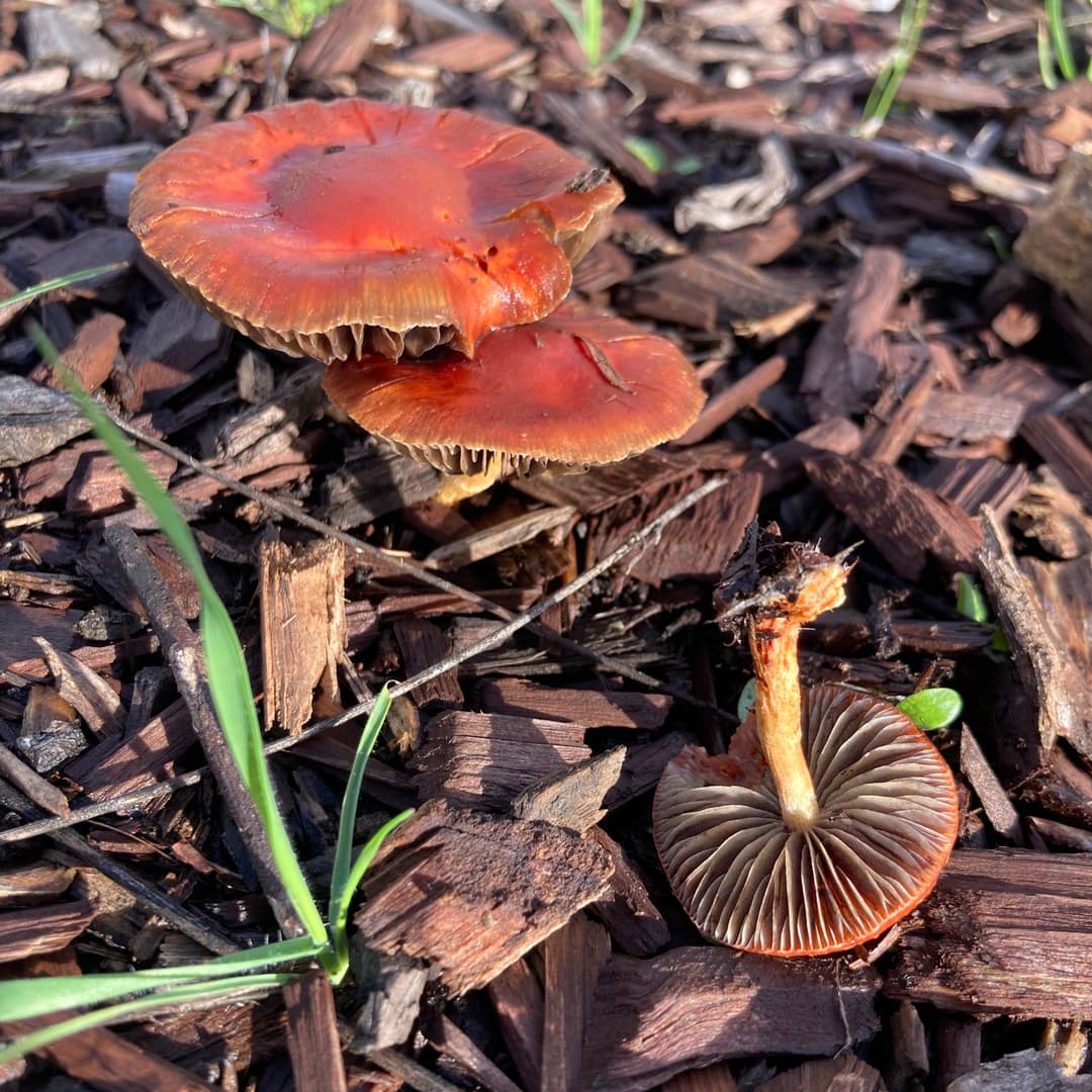 Redlead roundhead (Leratiomyces ceres)