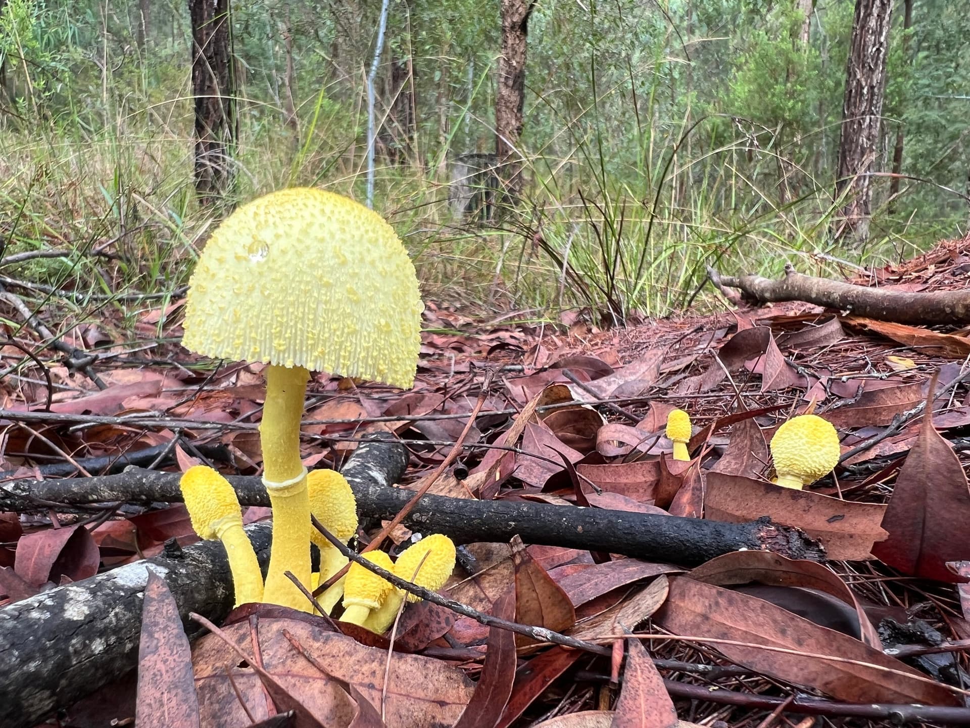 Plantpot dapperling (Leucocoprinus birnbaumii)