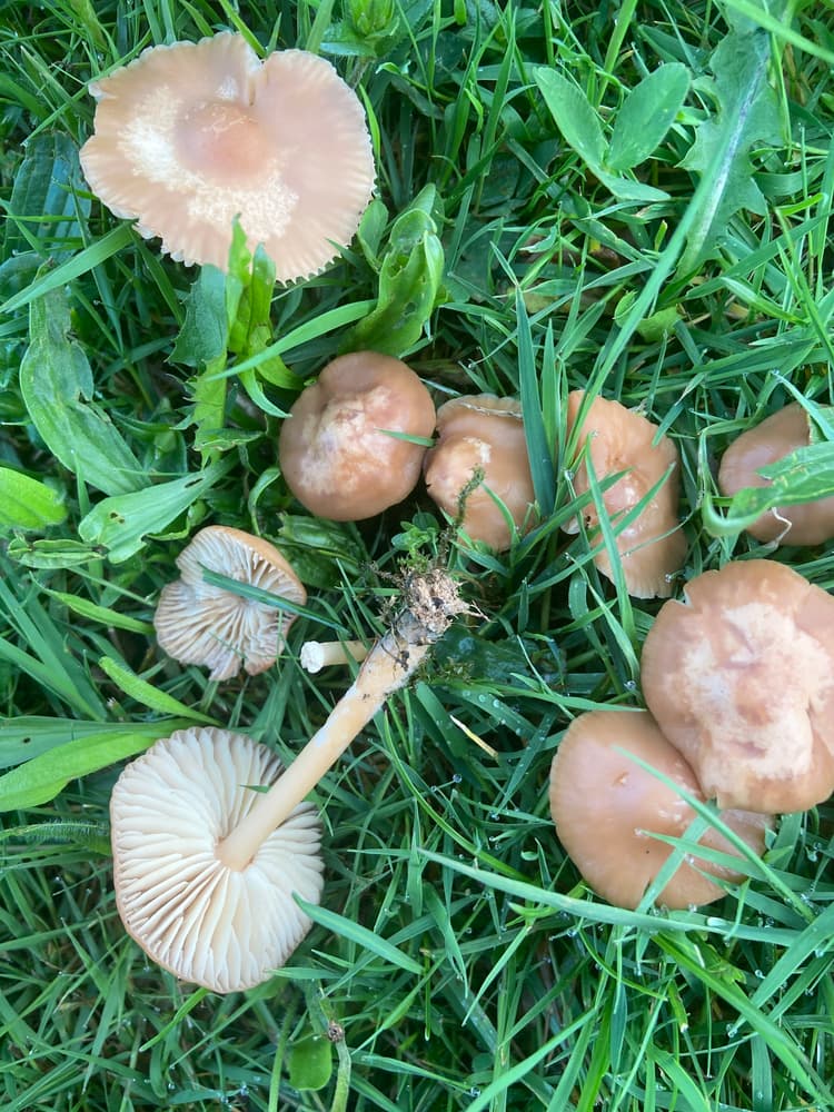 Fairy ring mushroom (Marasmius oreades) - group