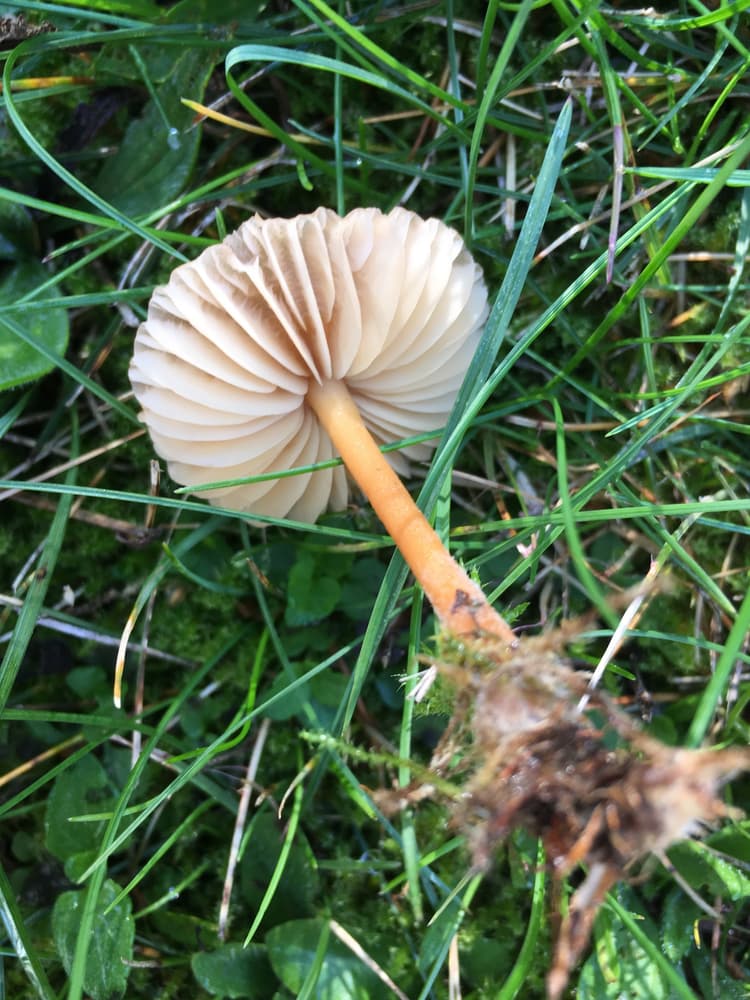 Fairy ring mushroom (Marasmius oreades) - close-up view of the gills