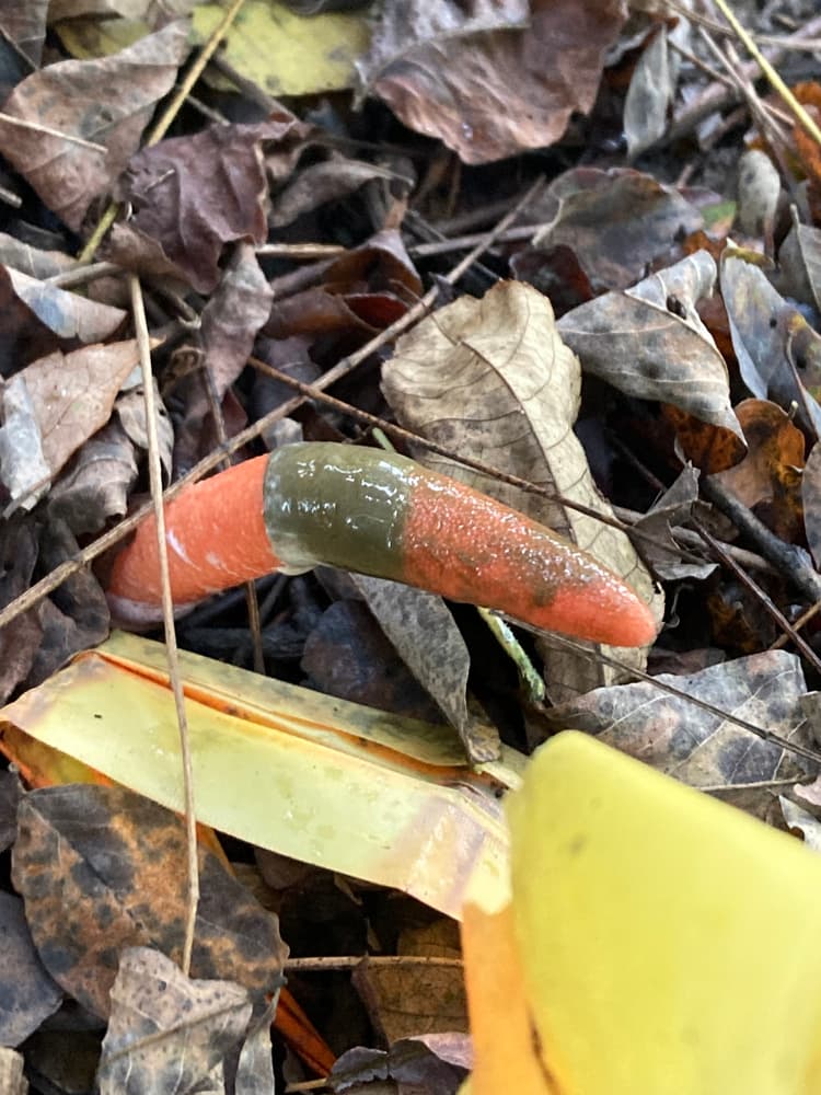 Elegant stinkhorn (Mutinus elegans) with flies