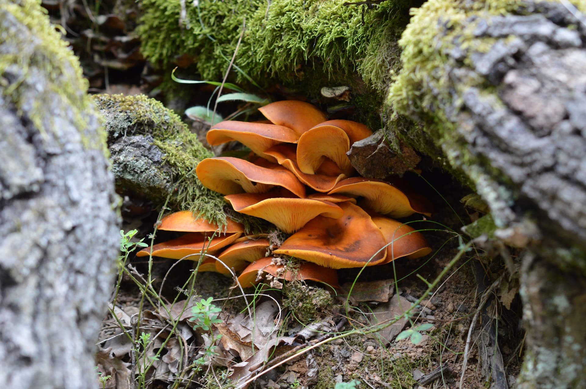 Fairy ring mushroom (Omphalotus olearius)