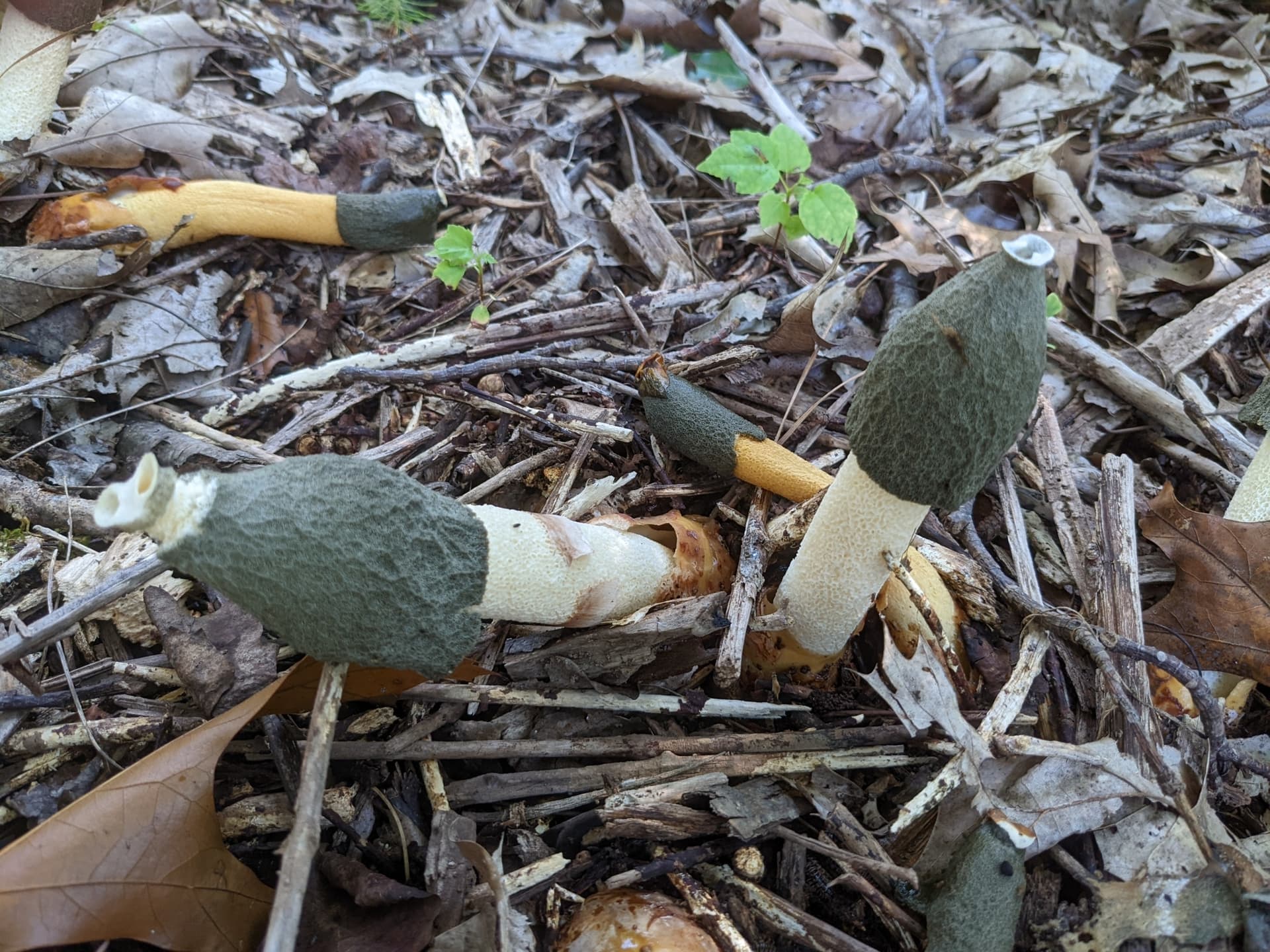 A group of Ravenel's stinkhorn (Phallus ravenelii) 