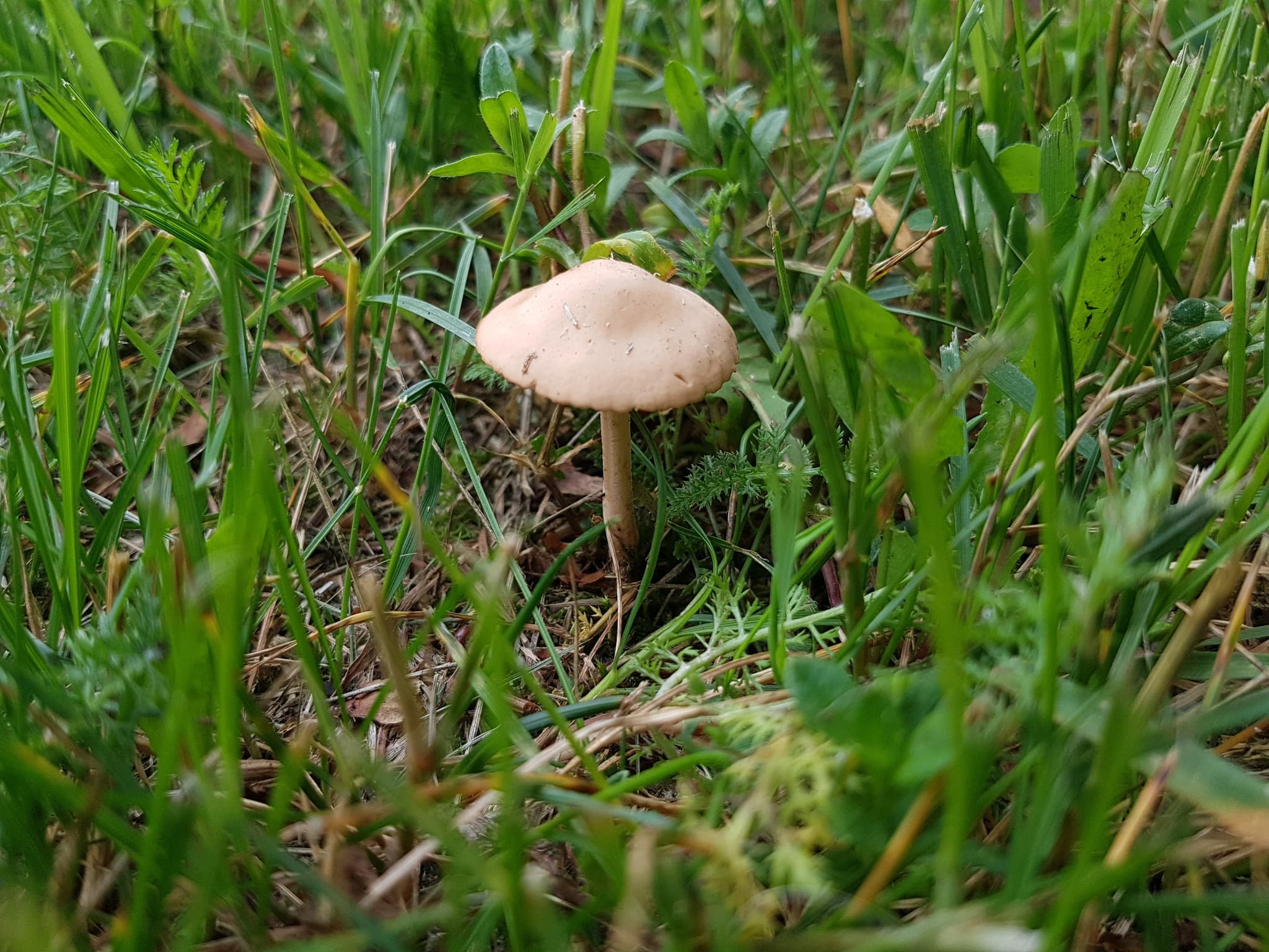 Backyard mushroom on the grass