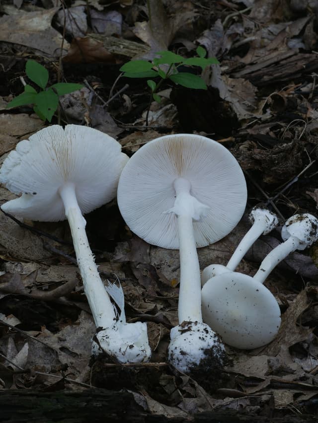 Poisonous Eastern North American destroying angel (Amanita bisporigera) 