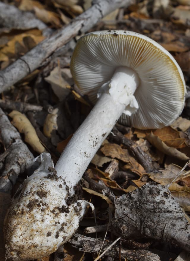 Poisonous Western North American destroying angel (Amanita ocreata)