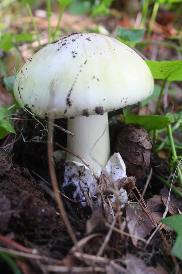 Deadly Death cap (Amanita phalloides)