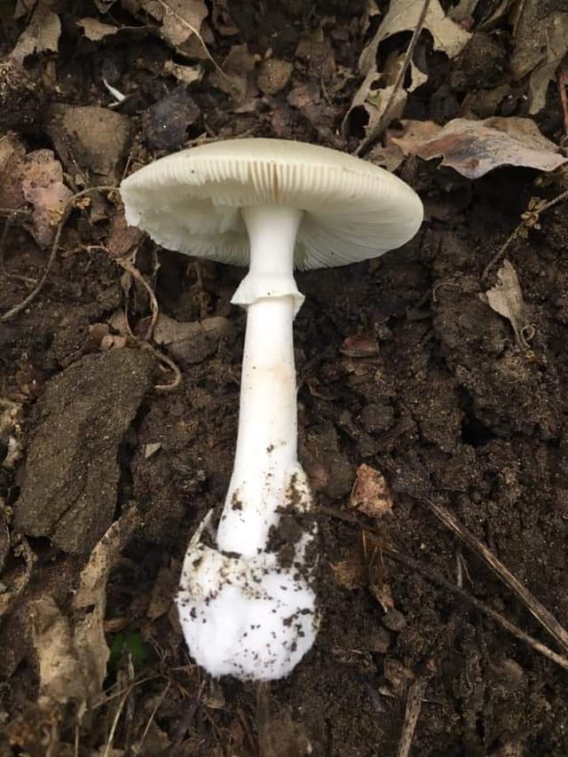 Poisonous Fool's mushroom or the spring destroying angel (Amanita verna) 