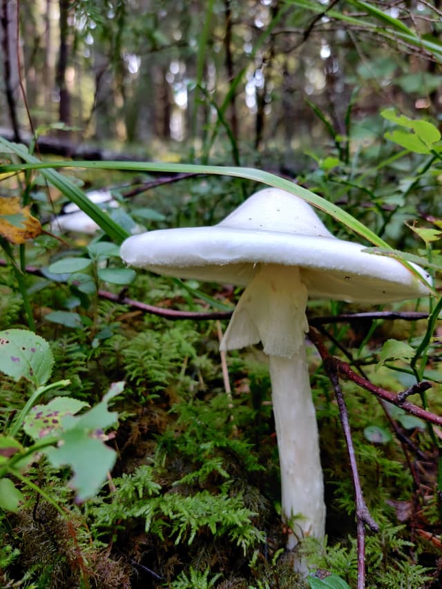 Poisonous Destroying angel (Amanita virosa)