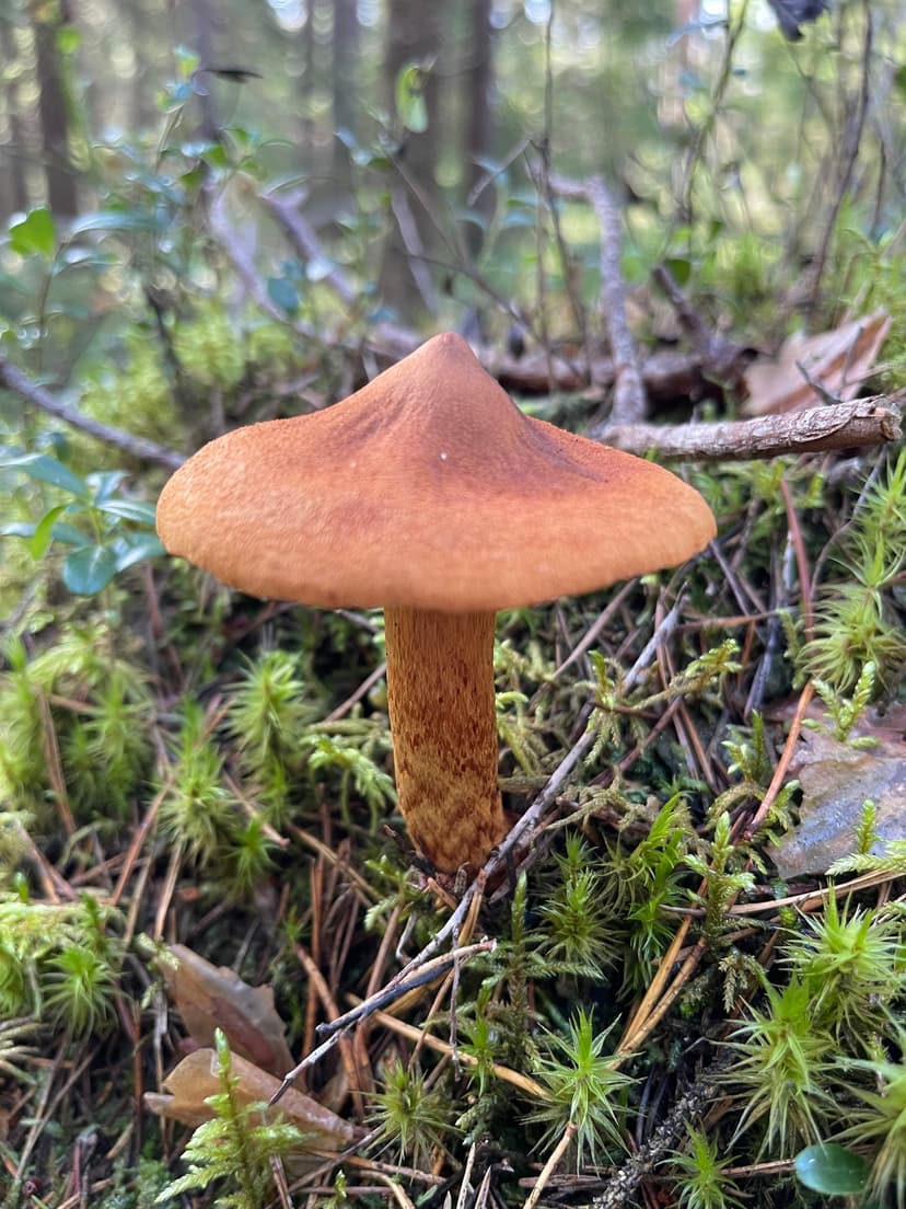 Deadly webcap (Cortinarius rubellus)