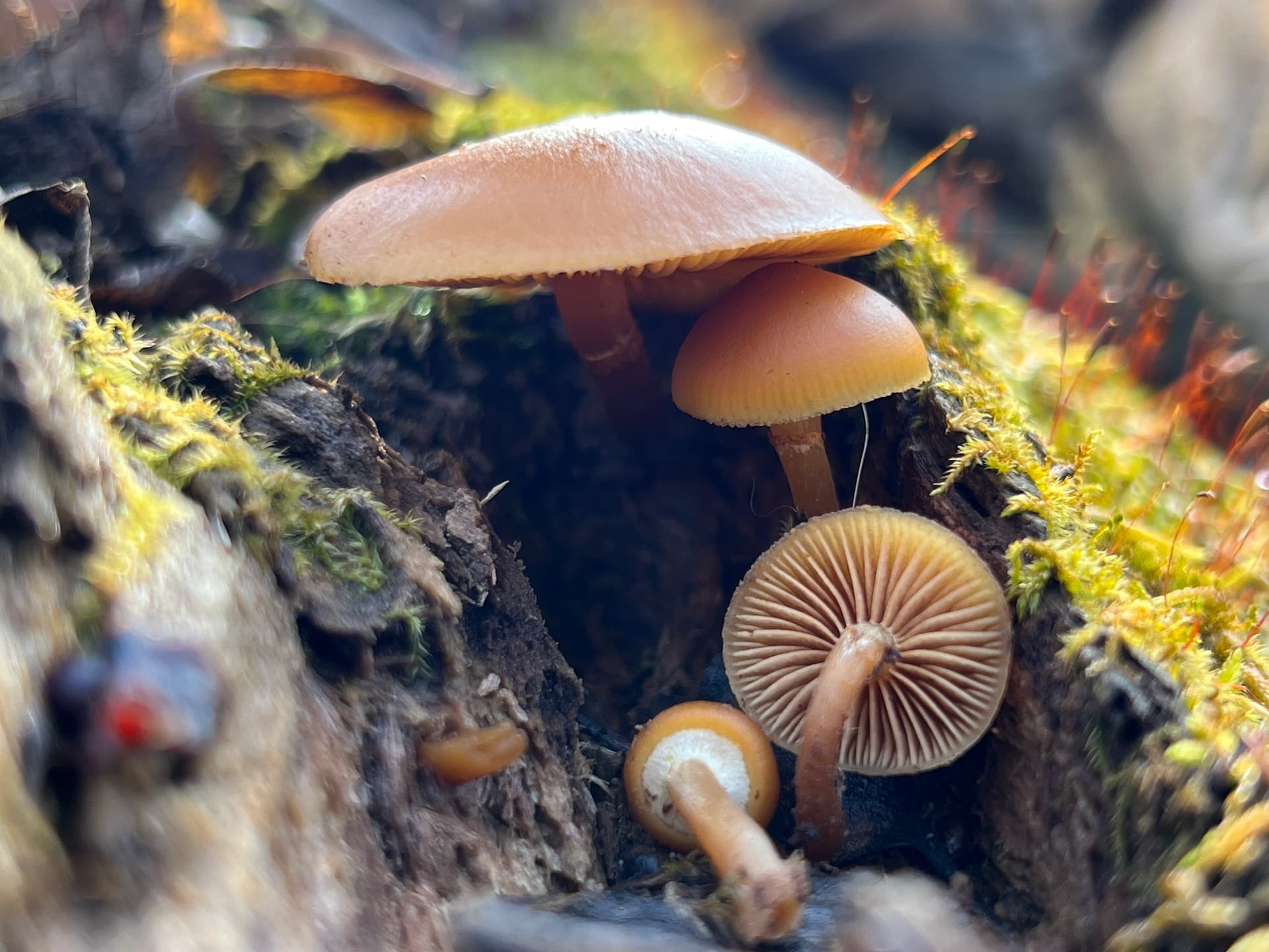 Poisonous Funeral bell (Galerina marginata)