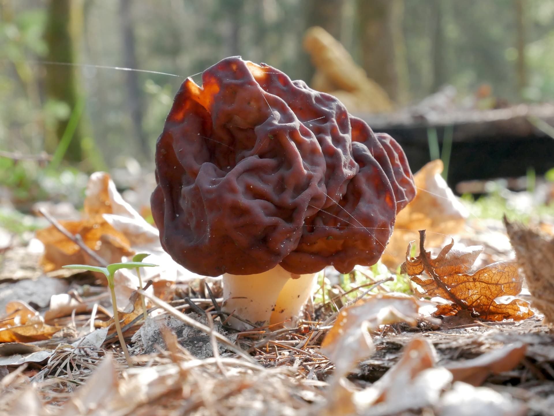 Poisonous False morel (Gyromitra esculenta)