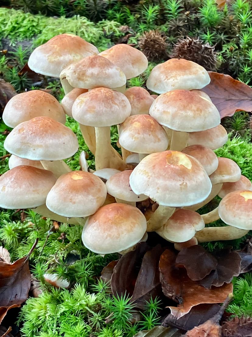 Poisonous Sulphur tuft (Hypholoma fasciculare)