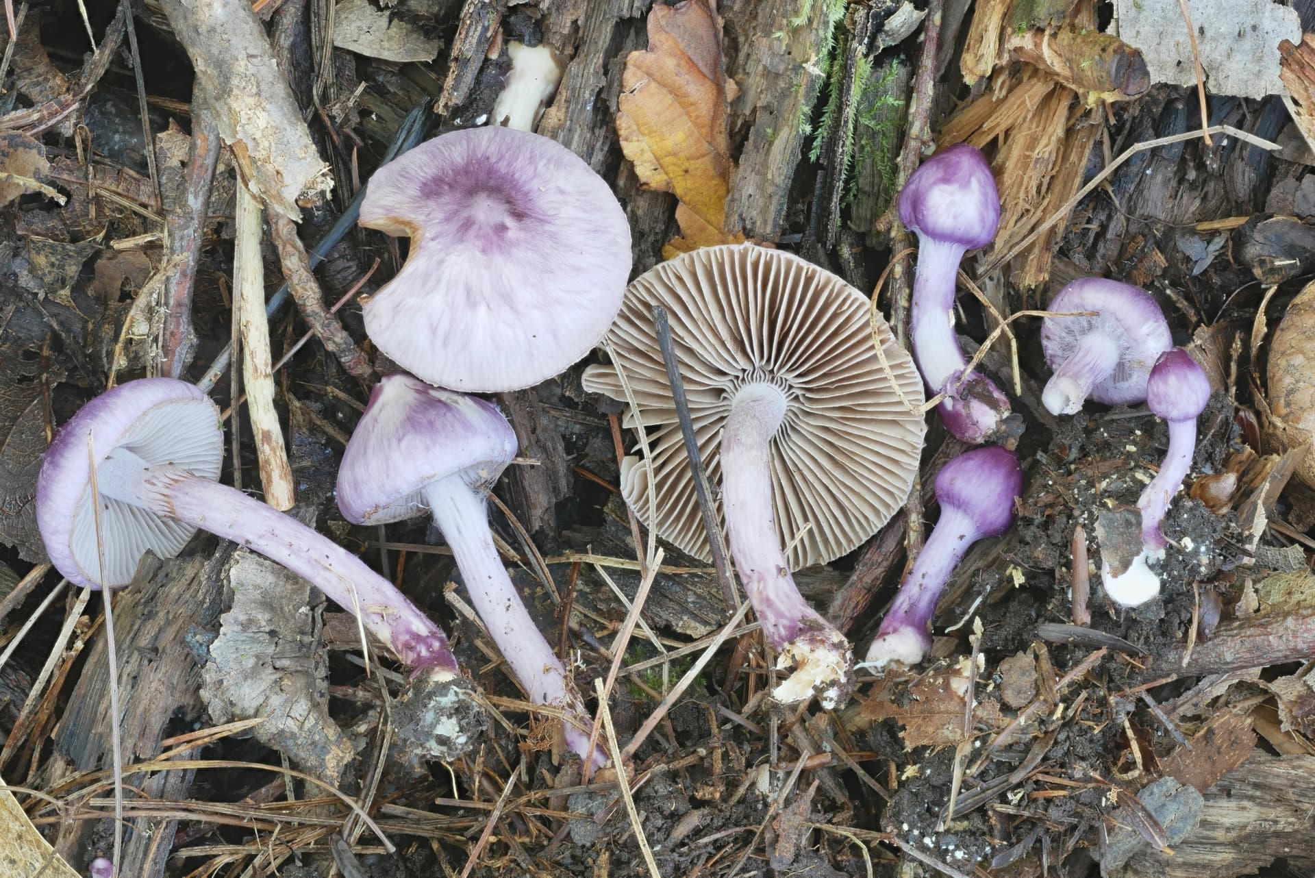 Poisonous Earthy inocybe (Inocybe geophylla)