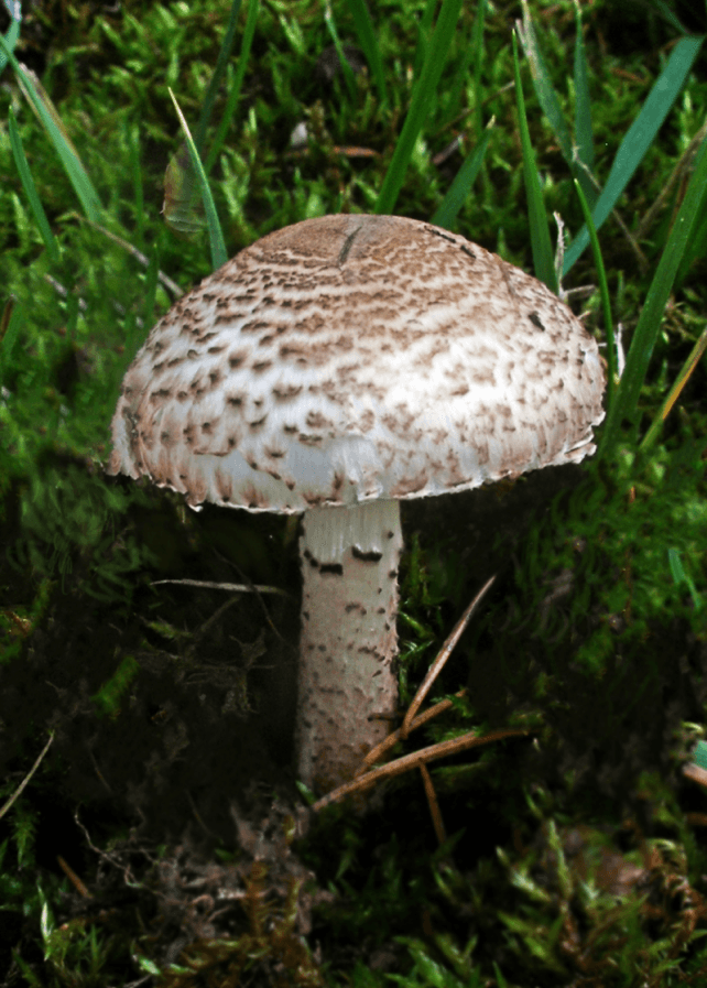 Deadly dapperling (Lepiota brunneoincarnata)