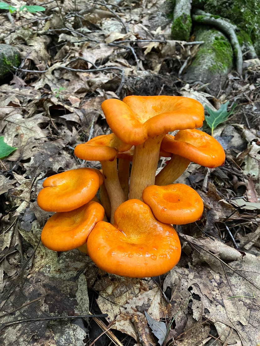 Poisonous Eastern jack-o'lantern mushroom (Omphalotus illudens)