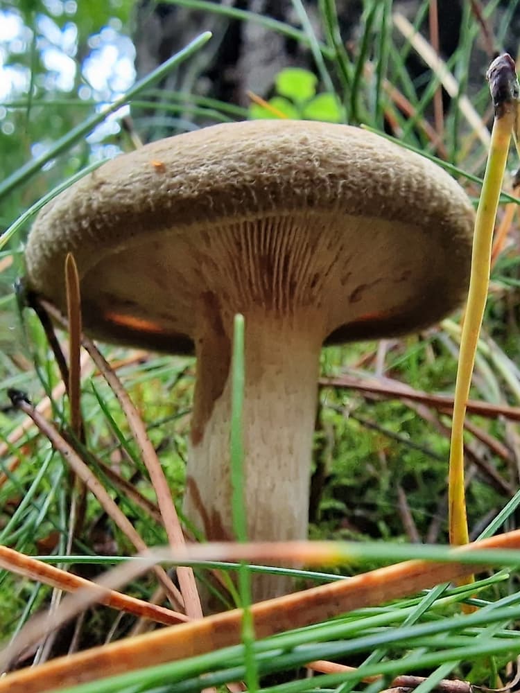 Poisonous Brown rollrim (Paxillus involutus)