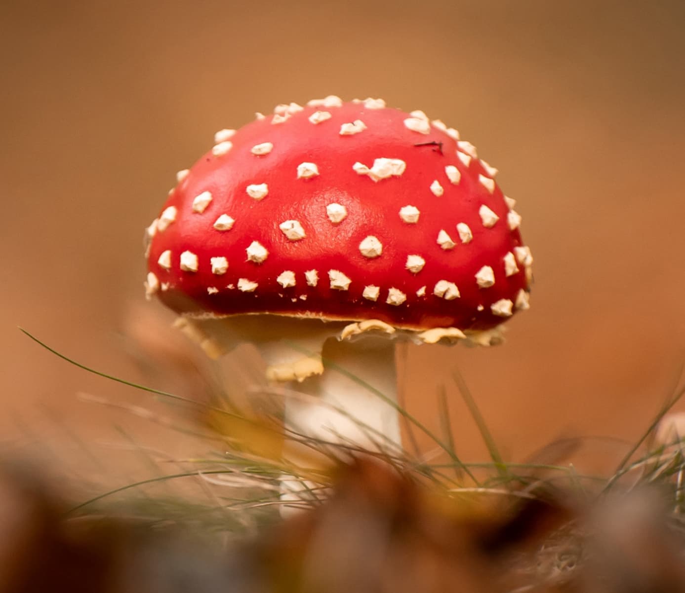 Deadly mushroom Amanita