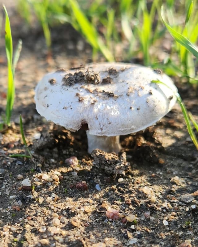 Edible field (Meadow) mushroom (Agaricus campestris)