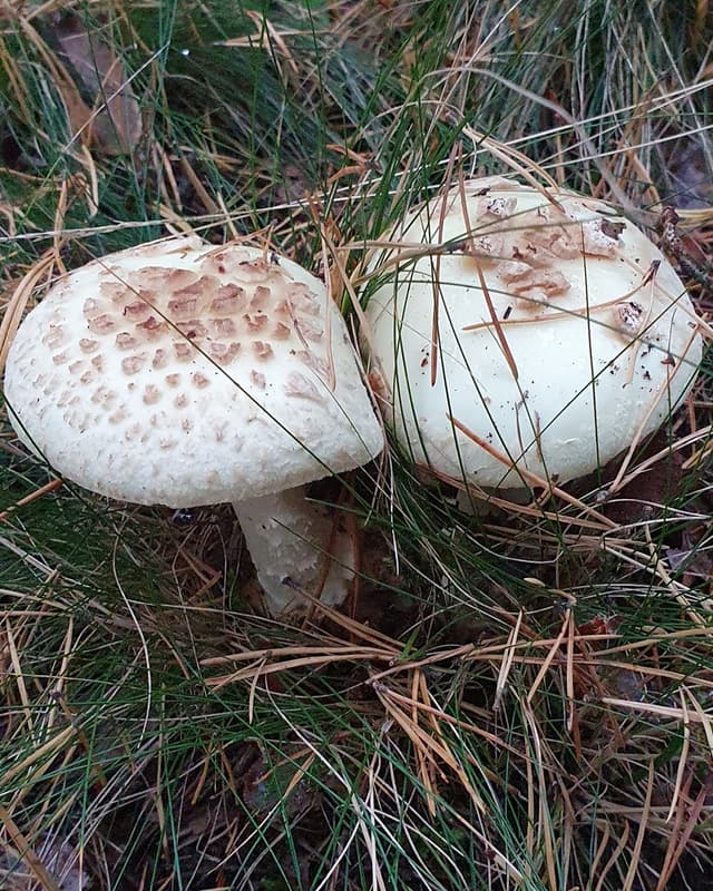 Poisonous false death cap (Amanita citrina)