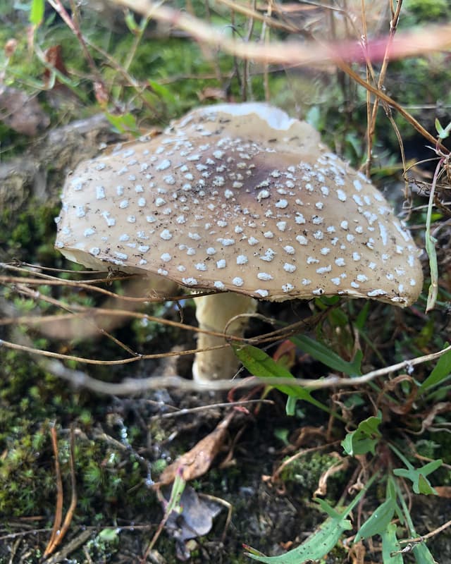 Poisonous Panthercap (Amanita pantherina)