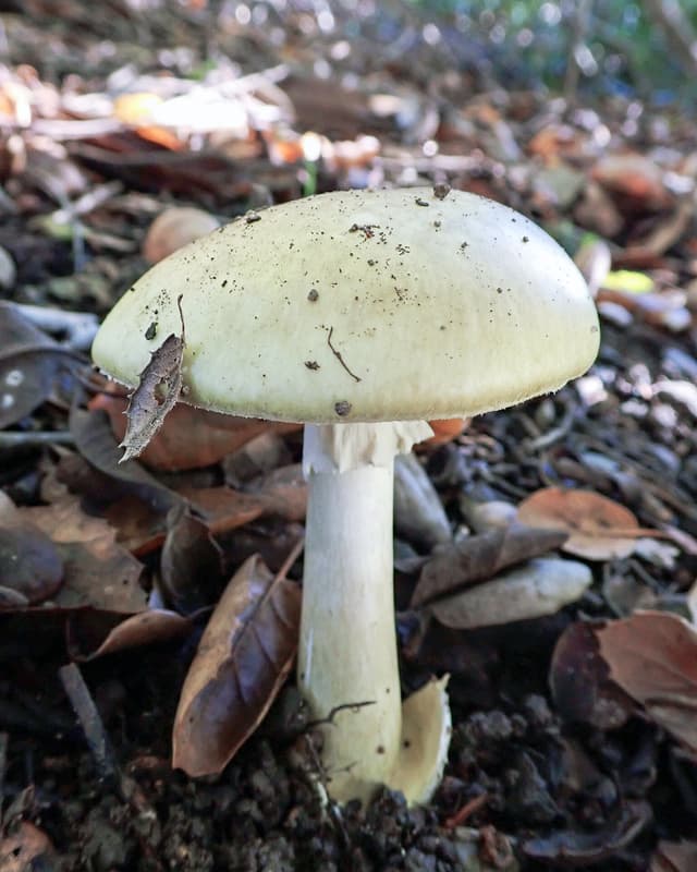 Poisonous death cap (Amanita phalloides)