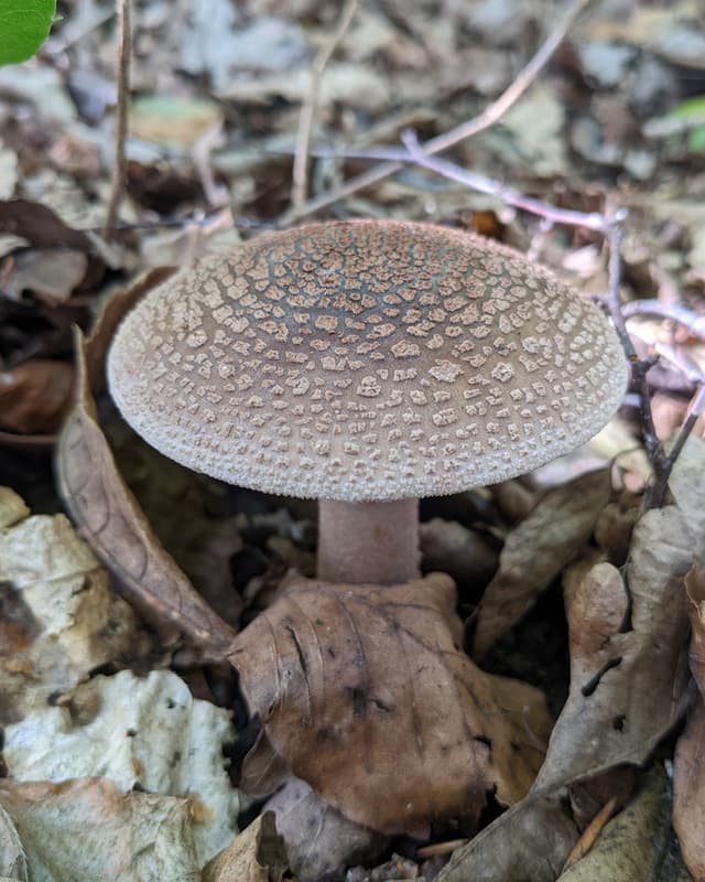 Blusher (Amanita rubescens)