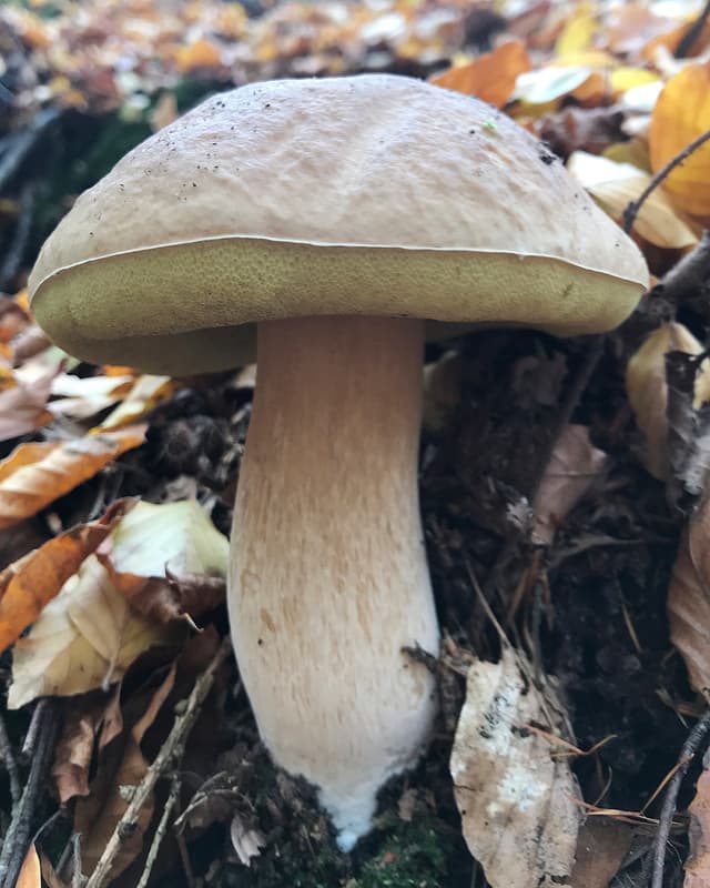 Edible King Bolete (Boletus edulis)