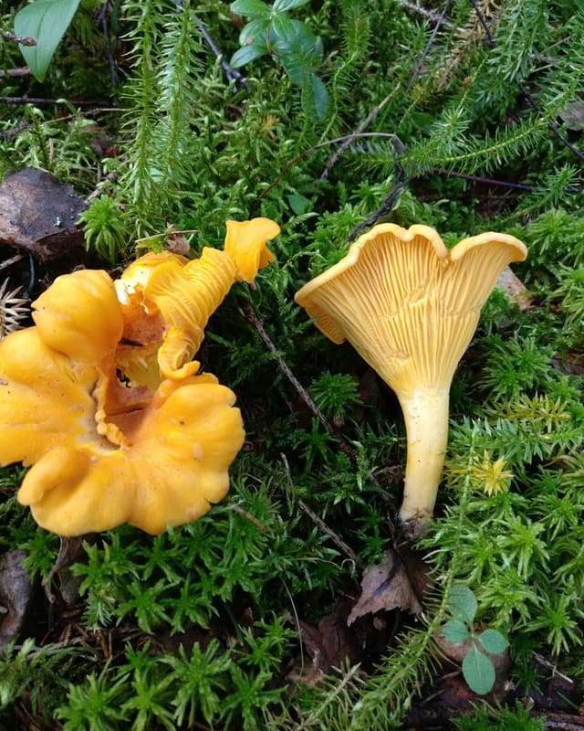 Edible Golden chanterelle (Cantharellus cibarius)