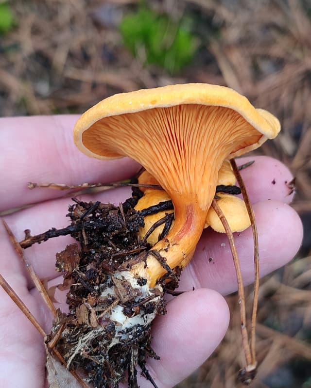 Inedible False Chanterelle (Hygrophoropsis aurantiaca)