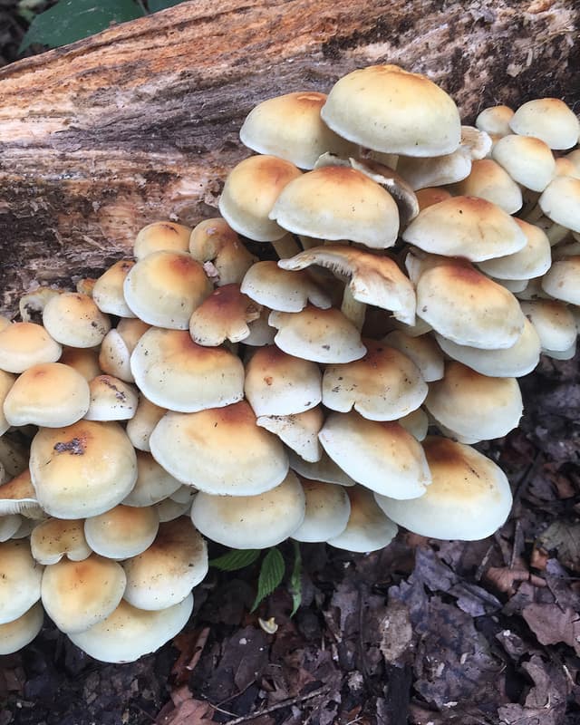 Conifer Tuft (Hypholoma capnoides)