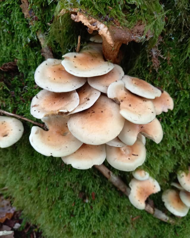 Toxic Sulphur Tuft (Hypholoma fasciculare)