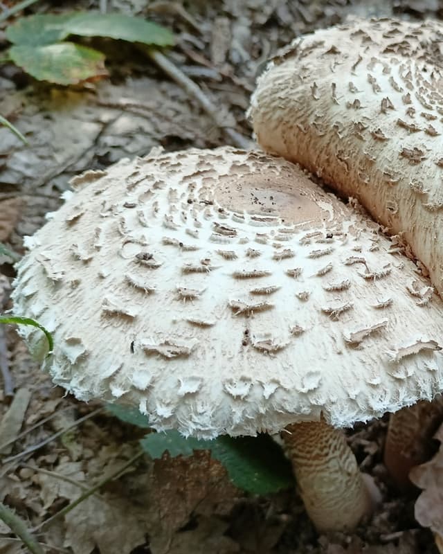 Edible parasol mushroom (Macrolepiota procera)