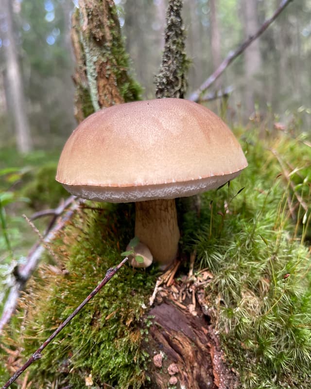 Bitter Bolete (Tylopilus felleus)