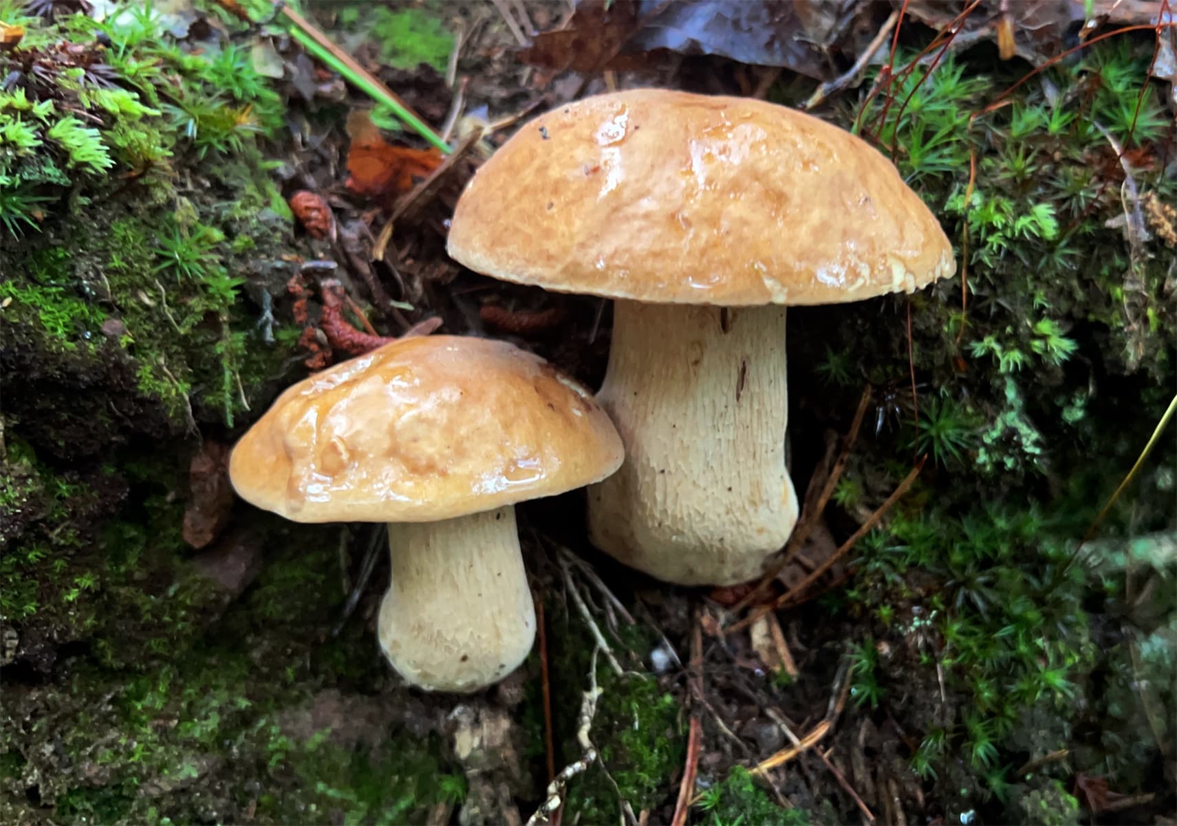 Doppelganger mushrooms