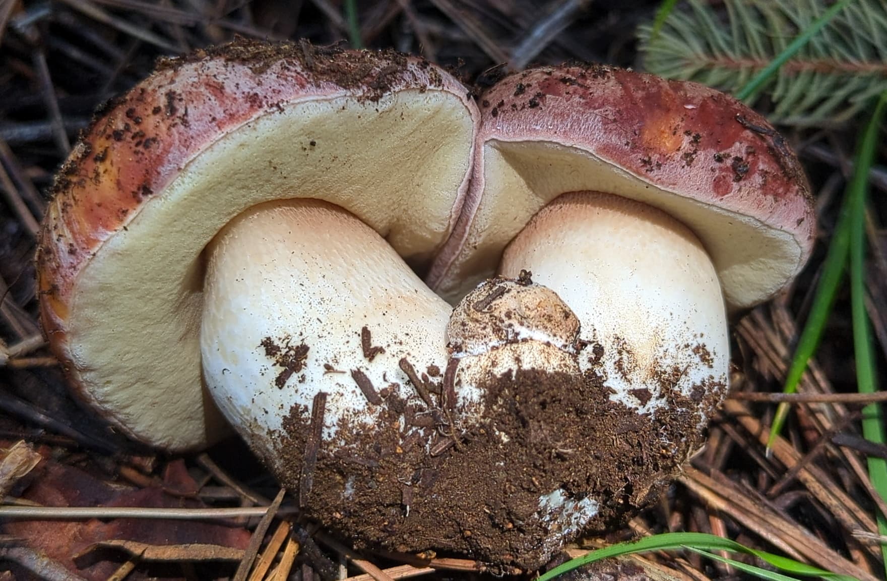 Spring king bolete (Boletus rex-veris)