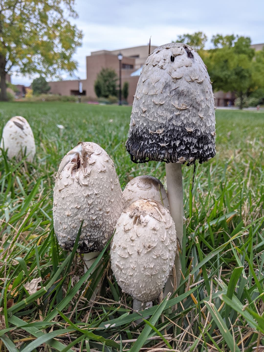 Shaggy ink cap (Coprinus comatus)