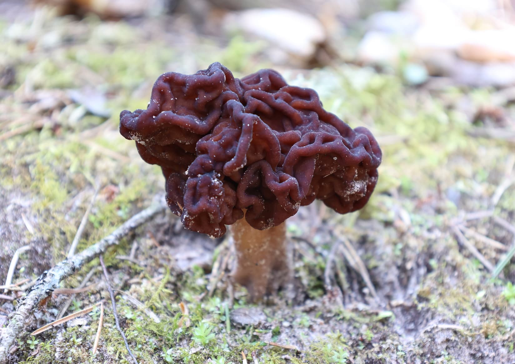 False morel (Gyromitra esculenta)