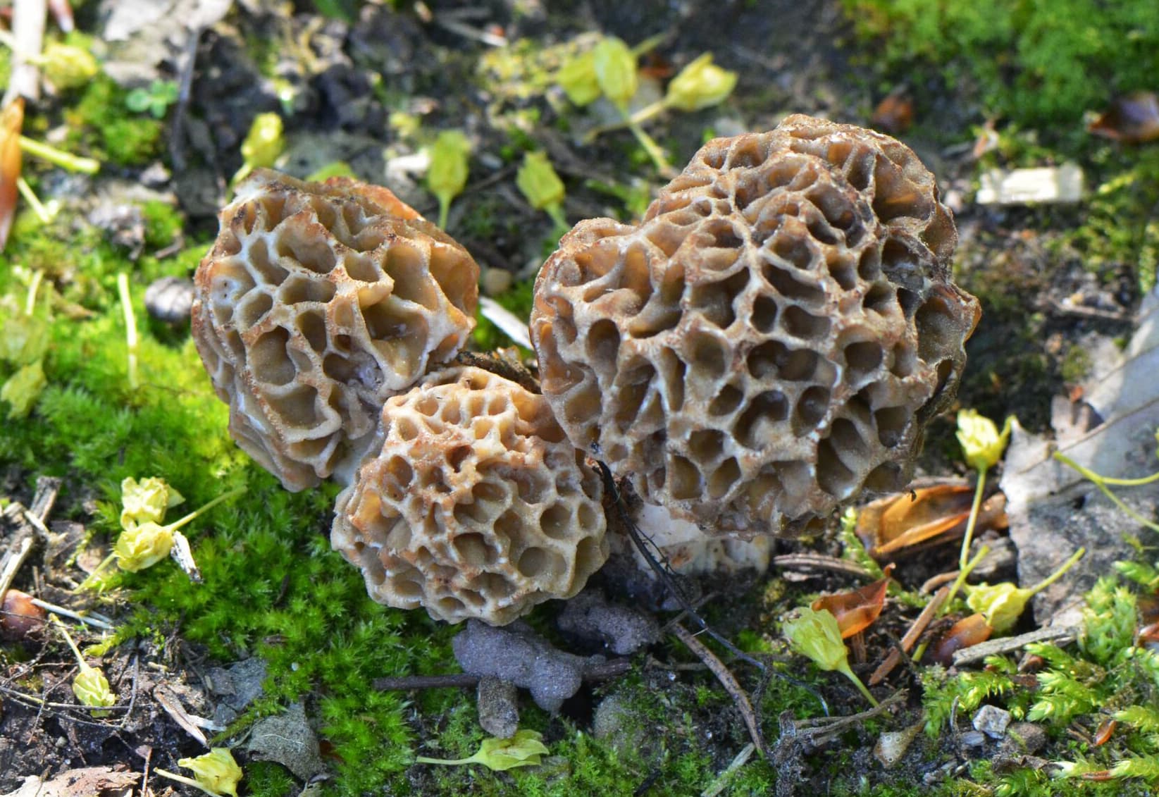 Common morel (Morchella esculenta)