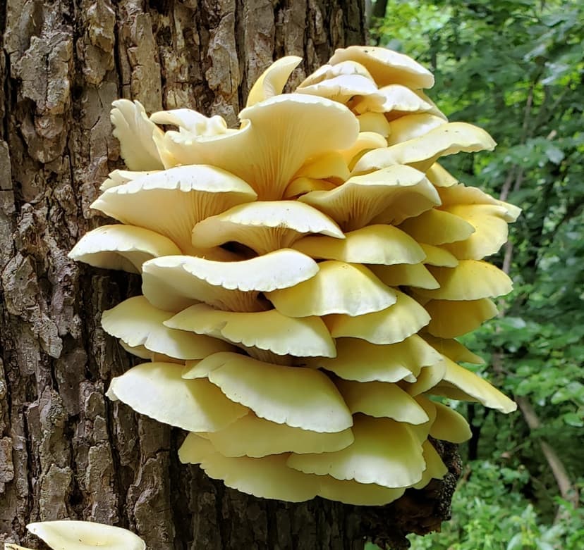 Golden oyster mushroom (Pleurotus_citrinopileatus)